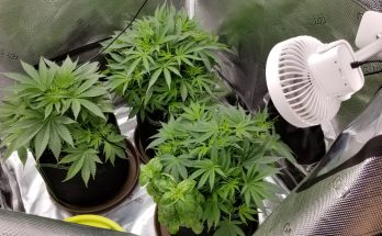 Where to place dehumidifier in grow tent?