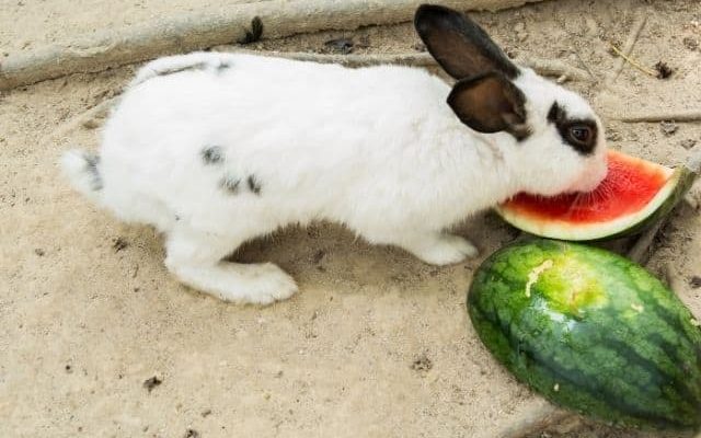 Can Rabbits Eat Watermelon? | Top Benefits of Watermelon